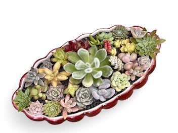 Listing 2 of 9 for A beautiful big Titian oval vase filled with lots of colourful succulents