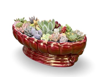 Listing 5 of 9 for A beautiful big Titian oval vase filled with lots of colourful succulents