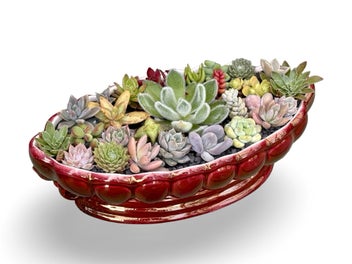 Listing 8 of 9 for A beautiful big Titian oval vase filled with lots of colourful succulents
