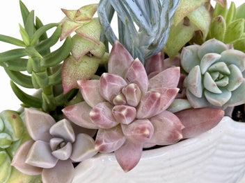 Listing 6 of 16 for A beautiful vintage Titian Studio web & spider vase filled with succulents