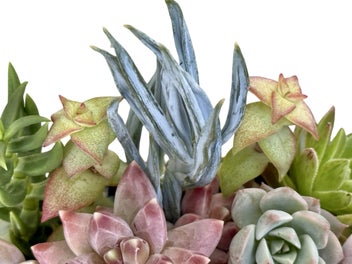 Listing 9 of 16 for A beautiful vintage Titian Studio web & spider vase filled with succulents