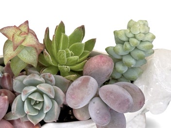 Listing 10 of 16 for A beautiful vintage Titian Studio web & spider vase filled with succulents