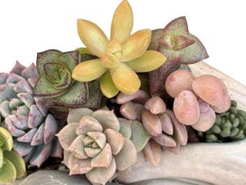 Listing 6 of 12 for A gorgeous vintage Sylvac Dolphin in the waves posy filled with succulents
