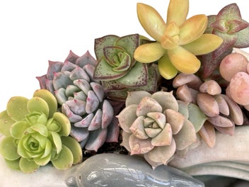 Listing 4 of 12 for A gorgeous vintage Sylvac Dolphin in the waves posy filled with succulents