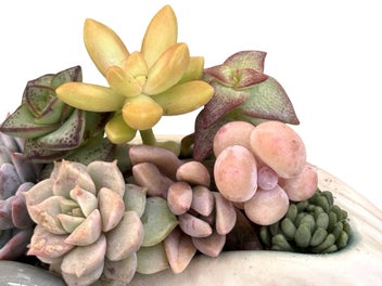 Listing 5 of 12 for A gorgeous vintage Sylvac Dolphin in the waves posy filled with succulents
