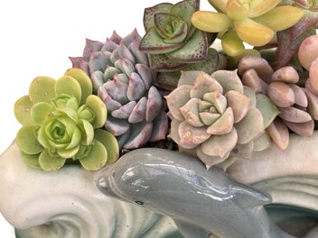 Listing 7 of 12 for A gorgeous vintage Sylvac Dolphin in the waves posy filled with succulents