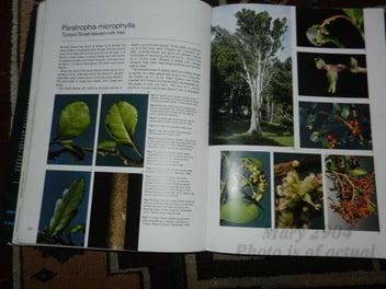 Listing 4 of 4 for The Native Trees of New Zealand J T Salmon