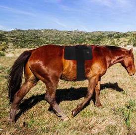 Listing 9 of 12 for Red Light Therapy Wrap Equine Horse - 120 Bulb - Red 660nm & IR 850nm - 40x40cm