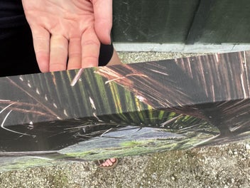 Listing 6 of 6 for Printed Canvas of Heaphy Track Nikau palm glade