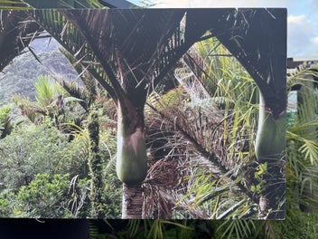 Listing 4 of 6 for Printed Canvas of Heaphy Track Nikau palm glade