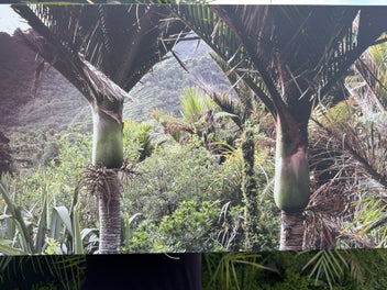 Listing 5 of 6 for Printed Canvas of Heaphy Track Nikau palm glade