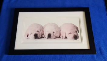 Listing 1 of 2 for Sleeping Puppies - Framed Print in Exc. Condition
