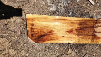 Listing 7 of 7 for Tasmanian Blackwood - Furniture grade timber