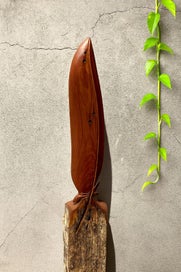 Listing 2 of 5 for NZ TOTARA FEATHER - Kea