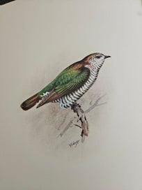 Listing 3 of 18 for The Unpublished New Zealand Bird Paintings George Edward Lodge