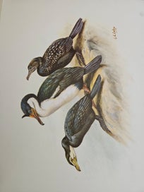 Listing 12 of 18 for The Unpublished New Zealand Bird Paintings George Edward Lodge