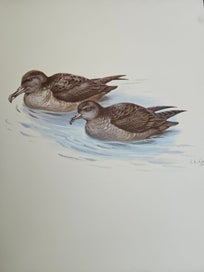 Listing 13 of 18 for The Unpublished New Zealand Bird Paintings George Edward Lodge