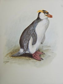 Listing 14 of 18 for The Unpublished New Zealand Bird Paintings George Edward Lodge