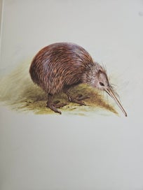Listing 15 of 18 for The Unpublished New Zealand Bird Paintings George Edward Lodge