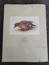 Listing 16 of 18 for The Unpublished New Zealand Bird Paintings George Edward Lodge
