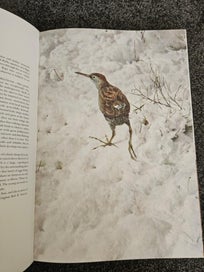Listing 11 of 13 for Studies & Sketches of a Bird Painter- Raymond Ching
