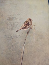 Listing 13 of 13 for Studies & Sketches of a Bird Painter- Raymond Ching