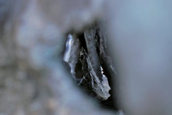 Listing 6 of 20 for Life-Size T-Rex Skull Sculpture — Bespoke One-Off Statement Artwork