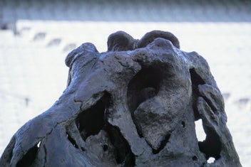 Listing 13 of 20 for Life-Size T-Rex Skull Sculpture — Bespoke One-Off Statement Artwork