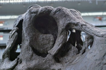 Listing 16 of 20 for Life-Size T-Rex Skull Sculpture — Bespoke One-Off Statement Artwork