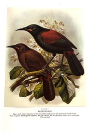Listing 13 of 16 for BULLER'S BIRDS OF NZ" by SIR WALTER LAWRY BULLER (Rev. Edition 1967) & SLIPCASE