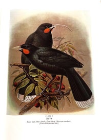 Listing 12 of 16 for BULLER'S BIRDS OF NZ" by SIR WALTER LAWRY BULLER (Rev. Edition 1967) & SLIPCASE