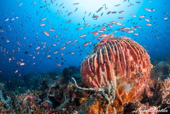 Listing 2 of 2 for Puerto Galera Dive Trip 2026 - Philippines Dive Holiday with NZDiver (26 Dive...