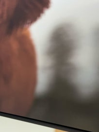 Listing 5 of 12 for Large framed Animal prints