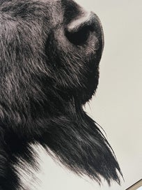 Listing 6 of 12 for Large framed Animal prints