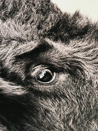 Listing 12 of 12 for Large framed Animal prints