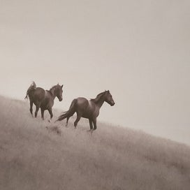 Listing 3 of 3 for Beautiful large B&W horse picture.