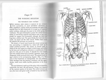 Listing 7 of 9 for The Thinking Body - Mabel E. Todd