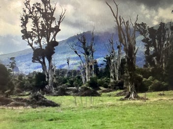 Listing 16 of 20 for 11.06 LM – A grade Rata 90/100 × 80/100 mm Mixed Size Solid Rata Beams