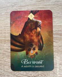 Listing 13 of 16 for The Spirit Animal Oracle Cards by Colette Baron-Reid
