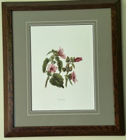 Listing 6 of 6 for Plate 2 1885 chromolithograph from INDIGENOUS FLOWERS OF THE HAWAIIAN ISLANDS
