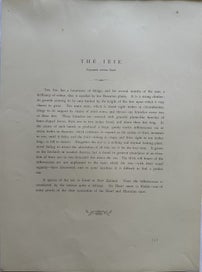 Listing 3 of 6 for Plate 3 1885 chromolithograph from INDIGENOUS FLOWERS OF THE HAWAIIAN ISLANDS