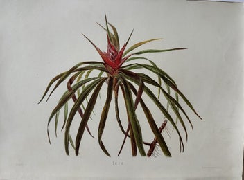 Listing 1 of 6 for Plate 3 1885 chromolithograph from INDIGENOUS FLOWERS OF THE HAWAIIAN ISLANDS