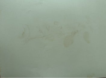 Listing 2 of 6 for Plate 42, 1885 chromolithograph from INDIGENOUS FLOWERS OF THE HAWAIIAN ISLANDS