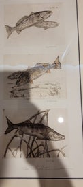 Listing 4 of 8 for Antique Signed Limited Edition Grand Slam Custom Framed Fly Fishing Prints
