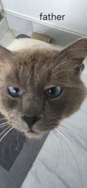Listing 6 of 7 for Russian Blue Ragdolls kittens