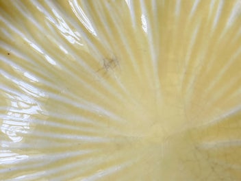 Listing 6 of 11 for Crown Ducal Yellow Fruit Bowl - Embossed Floral