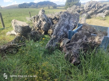 Listing 4 of 4 for Kauri stumps