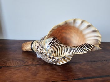 Listing 4 of 9 for Putatara - Taonga Puoro - Large Triton Shell - Putatara - Carving