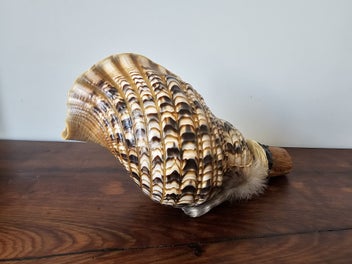 Listing 7 of 9 for Putatara - Taonga Puoro - Large Triton Shell - Putatara - Carving