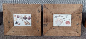 Listing 2 of 4 for A PAIR of VERY OLD DISTRESSED TIMBER FRAMES - EACH FRAMING REAL SEA-SHELLS